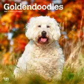 2025 BrownTrout Goldendoodles Monthly Plastic-Free Square Wall Calendar, 12"" x 12"", Dog Breeds, January to December 2025, 9781975477080