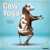 2026 Willow Creek Press Animals Monthly Wall Calendar, 12"" x 12"", Cow Yoga, January To December, 50873