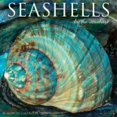 2026 Willow Creek Press Art & Design Monthly Wall Calendar, 12"" x 12"", Seashells, January To December, 52709