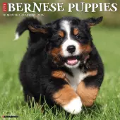 2026 Willow Creek Press Animals Monthly Wall Calendar, 12"" x 12"", Bernese Mountain Puppies, January To December, 50194