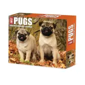 2026 Willow Creek Press Page-A-Day Daily Desk Calendar, 6-1/4"" x 5-1/2"", Just Pugs, January To December, 54376