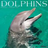 2026 Willow Creek Press Animals Monthly Wall Calendar, 12"" x 12"", Dolphins, January To December, 55403