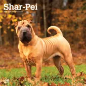 2025 BrownTrout Shar Pei Monthly Plastic-Free Square Wall Calendar, 12"" x 12"", Dog Breeds, January to December 2025, 9781975477707