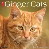2026 Willow Creek Press Animals Monthly Wall Calendar, 12"" x 12"", Ginger Cats, January To December, 51269