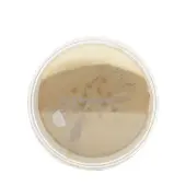DermaQuestDermaMinerals Buildable Coverage Loose Mineral Powder SPF 20 - # 3W 11.4g/0.4oz