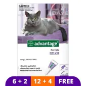 Advantage Cats Over 9lbs (Purple) 4 Doses