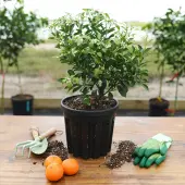 Calamondin (Calamansi) Tree (Height: 10 - 18 IN, Shape: Bushy)