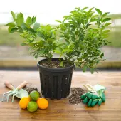 Cocktail Tree - Meyer Lemon / Key Lime (Height: 12 - 16 IN, Shape: Bushy, Add Gift Wrap: No)