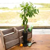 Nules Clementine Tree (Height: 2 - 3 FT)