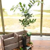 Kaffir Lime Tree (Height: 2 - 3 FT, Shape: Standard)