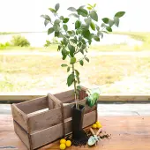 Improved Meyer Lemon Tree (Height: 2 - 3 FT, Shape: Standard, Add Gift Wrap: No)
