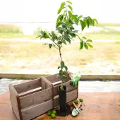 Key Lime Tree (Height: 18 - 26 IN, Shape: Bushy, Add Gift Wrap: No)