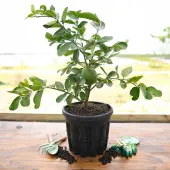 Ponderosa Lemon Tree (Height: 18 - 26 IN, Shape: Bushy, Burlap Sack: No)