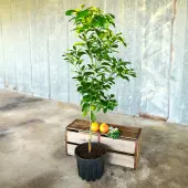 Ruby Red Grapefruit Tree (Height: 3 - 4 FT, Shape: Standard)