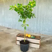 Pummelo Tree (Height: 3 - 4 FT)
