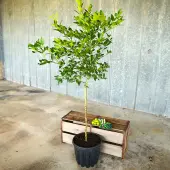 Key Lime Tree (Height: 3 - 4 FT, Shape: Standard, Add Gift Wrap: No)