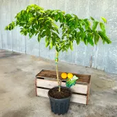 Minneola Tangelo (Honeybell) Tree (Height: 3 - 4 FT)
