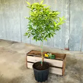 Nagami Sour Kumquat Tree (Height: 2 - 3 FT, Shape: Standard)