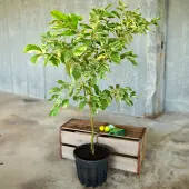 Pink Variegated Lemon Tree (Height: 2 - 3 FT, Shape: Standard)