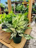 Aglaonema Snow White (Size: 6"" Pot)