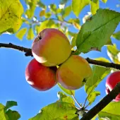 Anna Apple Tree (Height: 5 - 6 FT)