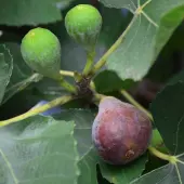 Black Mission Fig Tree (Height: 2 - 3 FT)