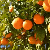 Moro Blood Orange Tree (Height: 18 - 26 IN)