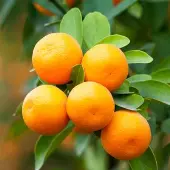 Brown Select Satsuma Tree (Height: 2 - 3 FT)