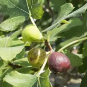 Celeste Fig Tree (Height: 2 - 3 FT)