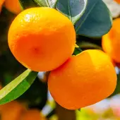 Dancy Tangerine Tree (Height: 2 - 3 FT)