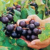 Delicious Muscadine Grape Vine (Height: 2 - 3 FT)