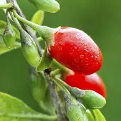 Goji Berry Plant (Height: 2 - 3 FT)