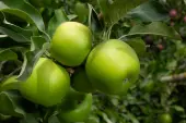 Granny Smith Apple Tree (Height: 4 - 5 FT)