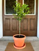 Navel Orange Tree (Height: 3 - 4 FT, Shape: Standard)
