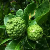 Dwarf Kaffir Lime Tree (Height: 10 - 18 IN, Shape: Bushy)