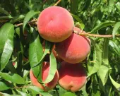 La Feliciana Peach Tree (Height: 4 - 5 FT)