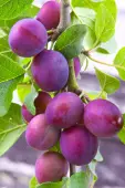Methley Plum Tree (Height: 4 - 5 FT)