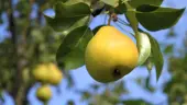 Orient Pear Tree (Height: 4 - 5 FT)