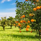 Page Mandarin Tree (Height: 2 - 3 FT)