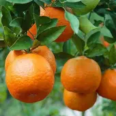 Ponkan Mandarin Tree (Height: 2 - 3 FT)