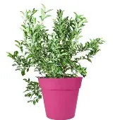 Premier Blueberry Bush (Height: 2 - 3 FT)