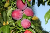 Santa Rosa Plum Tree (Height: 4 - 5 FT)