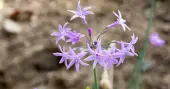 Society Garlic (Height: 18 - 26 IN)