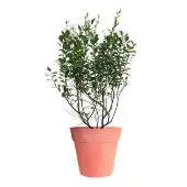Tifblue Blueberry Bush (Height: 2 - 3 FT)