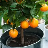 Washington Navel Orange Tree (Height: 2 - 3 FT, Shape: Standard)