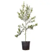 Arbequina Olive Tree (Height: 4 - 5 FT)