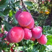 Bruce Plum Tree (Height: 4 - 5 FT)