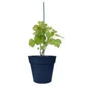 Carlos Grape Vine (Height: 2 - 3 FT)