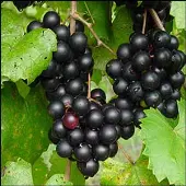 Cowart Grape Vine (Height: 2 - 3 FT)