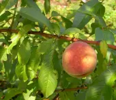 Flordagold Peach Tree (Height: 4 - 5 FT)
